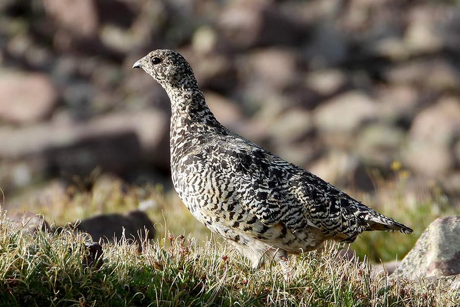 White-tailed ptarmigan standing in a rocky field