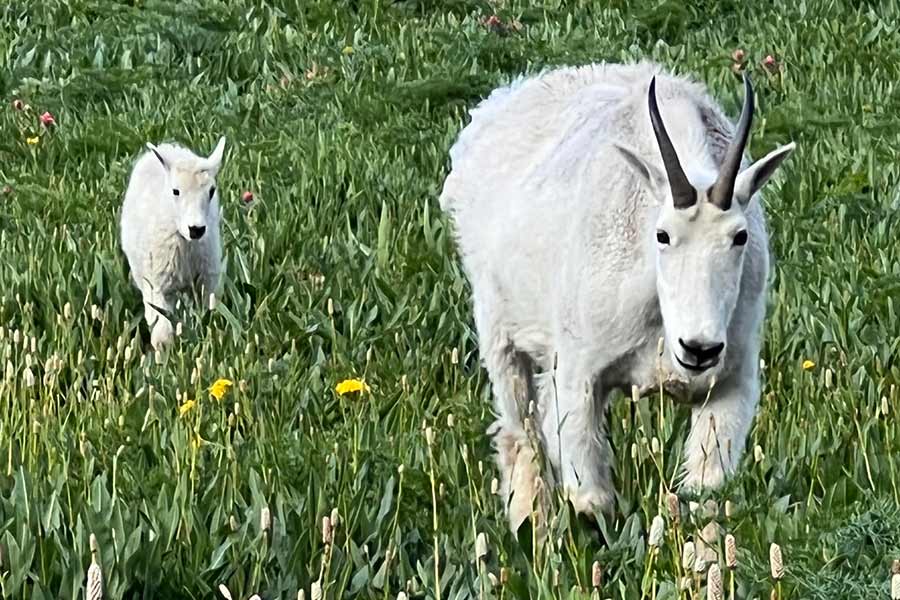 A Utah mountain goat and its kid walking through a green field
