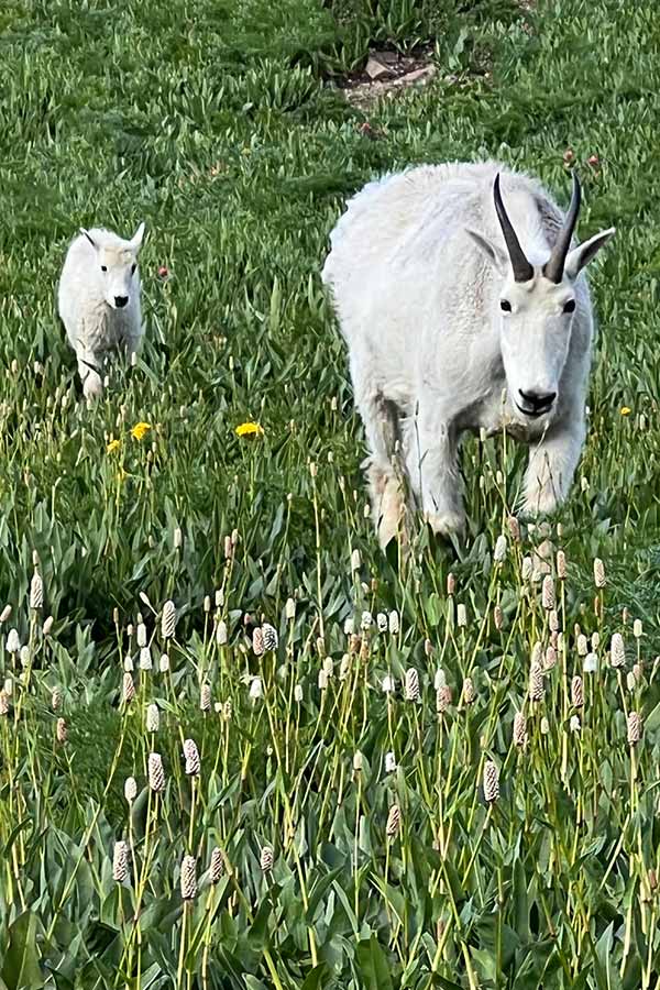 A Utah mountain goat and its kid walking through a green field