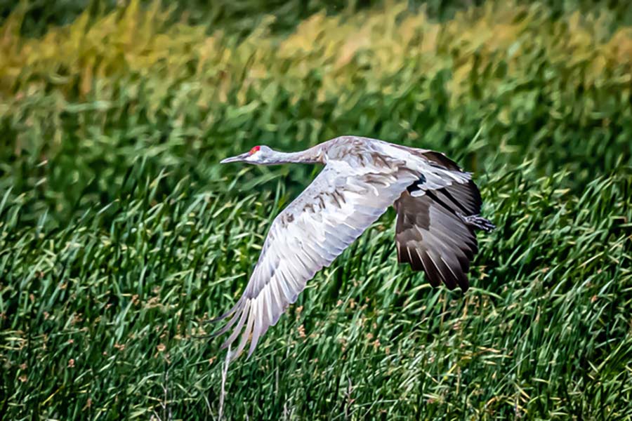 Sandhill crane with wings spread, flying over grass
