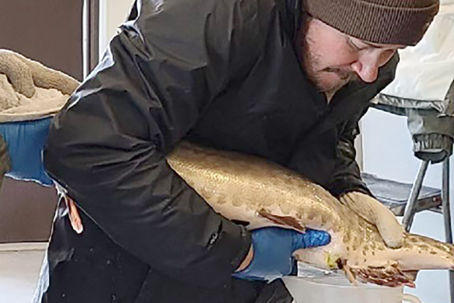 DWR employee in a lab extracting eggs from a female muskellunge fish