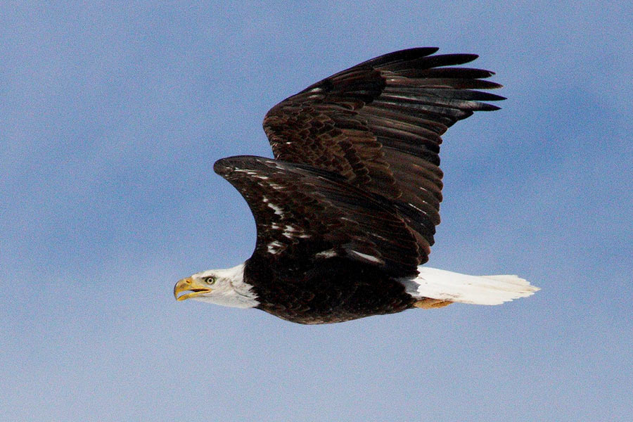 Bald eagle, wings spread in flight, against a blue sky