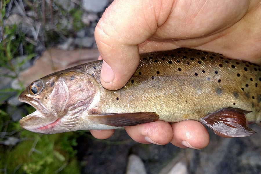 Hand holding a cutthroat trout