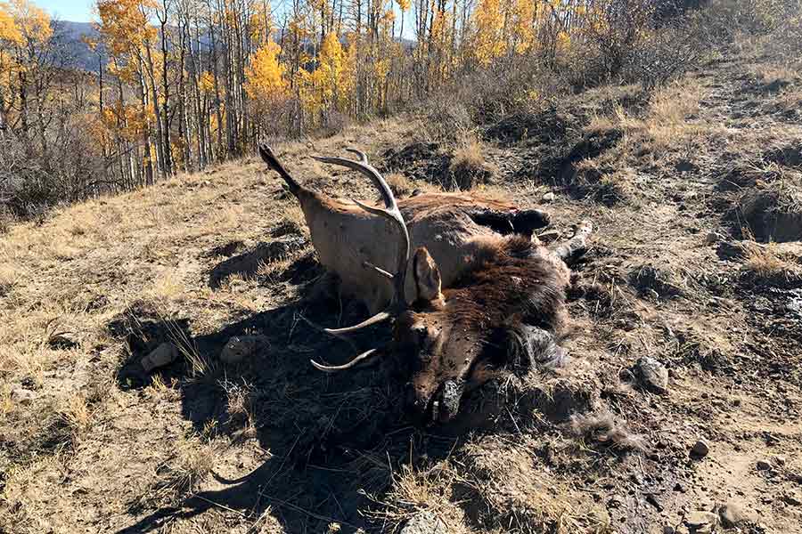 Dead bull elk left to waste in a forest in Sevier County