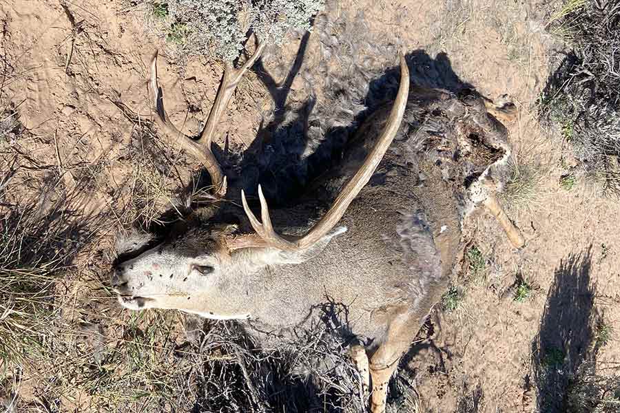 3×4 buck deer lying on the ground, left to waste in Kane County, Utah