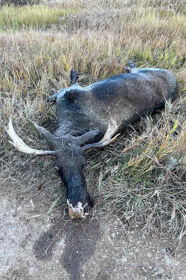 Illegally killed bull moose lying on brush in Wasatch County, Utah
