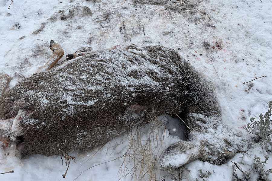 Illegally killed mule deer carcass lying in snow