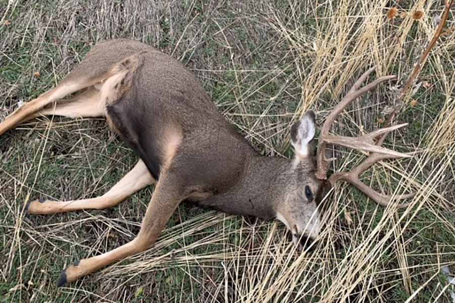 Illegally killed deer carcass lying in grass